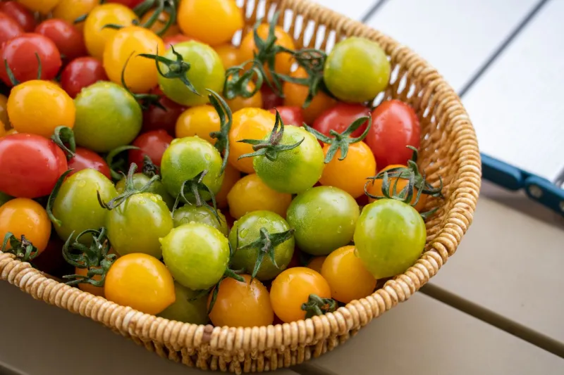 Green Thumb Mystics: The Vermont Gardeners Who Tend Their Plots Like Sacred Ground