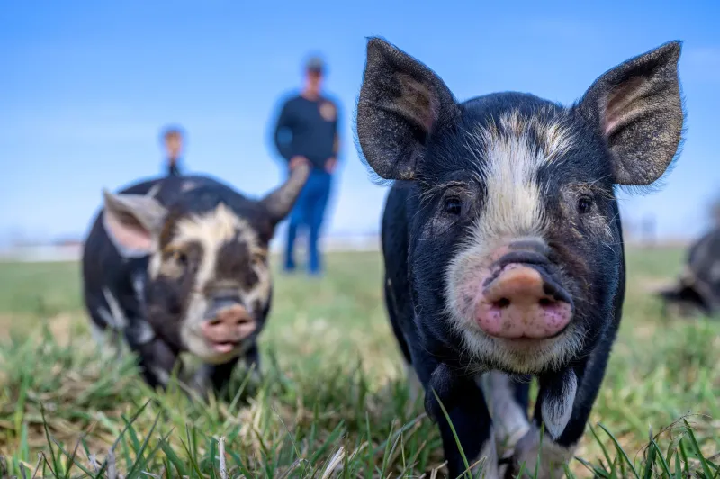 Slow Grown, Well Raised: The Vermont Farmers Bringing Heritage Breeds Back to the Table