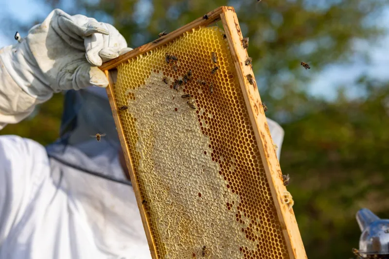 More Than a Jar of Gold: Vermont's Beekeepers Are Redefining What Honey Can Be