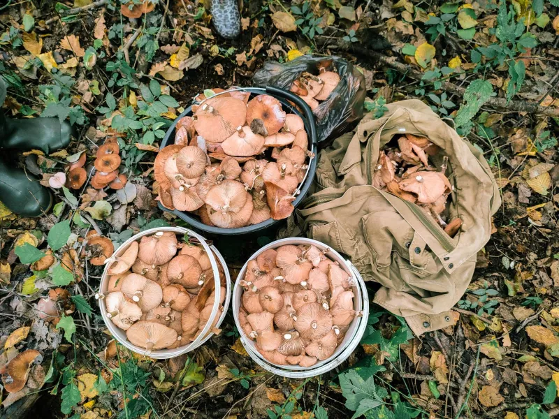 Wild at Heart: How Vermont's Foragers Are Bringing the Forest to the Table