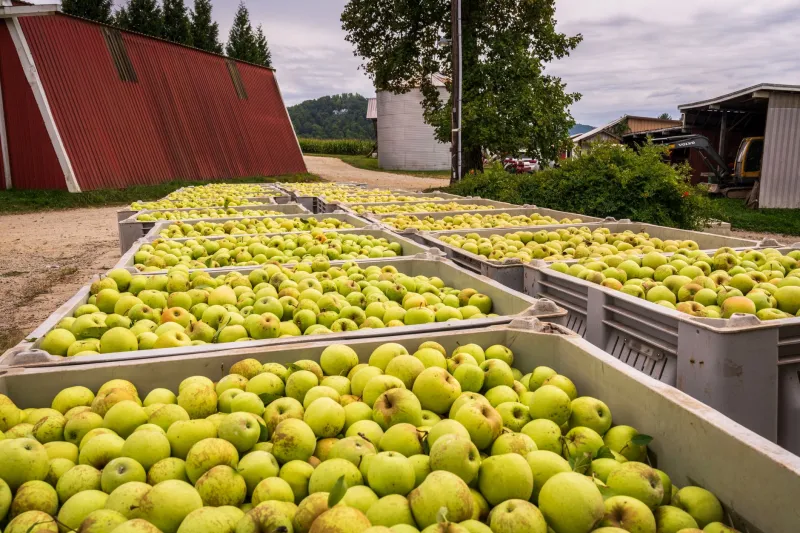From Orchard to Glass: Vermont's Cider Makers Are Turning Heirloom Apples into Something Extraordinary